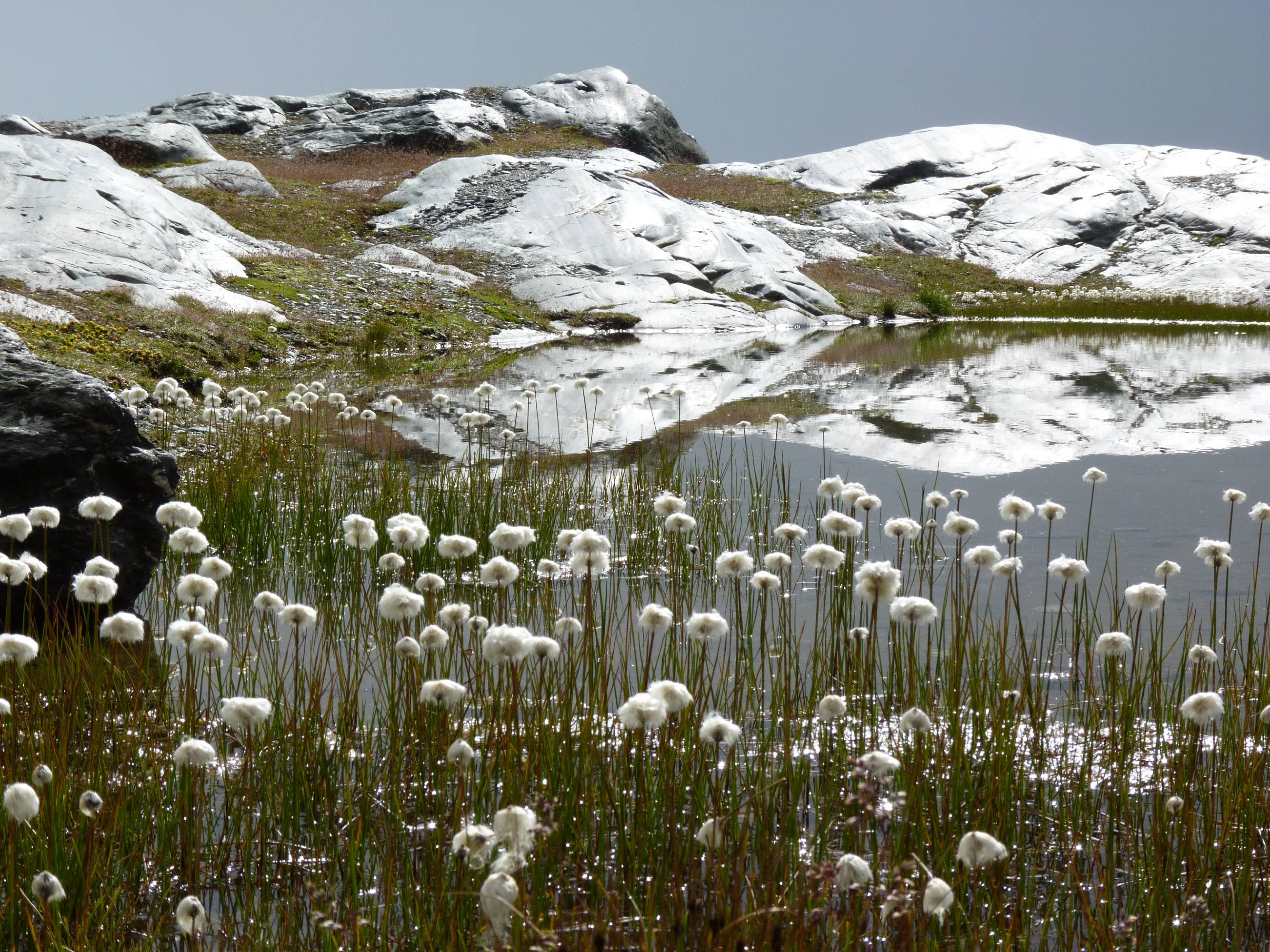 FM29-Linaigrettes-lac de-l-Arpont-de-Cathie-Marchand.JPG