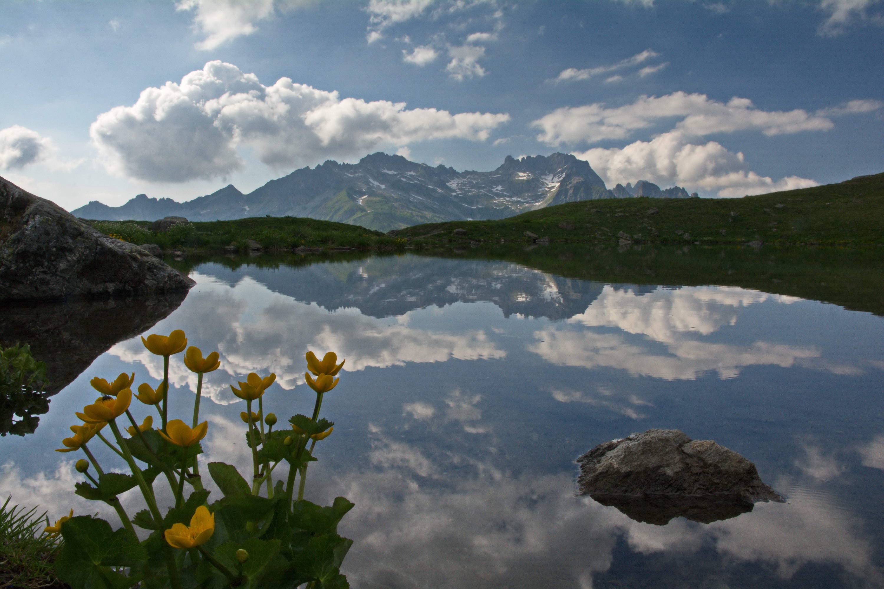 FM30-renoncule-populage-des-marais-au-Lac Blanc-St-Francois-Longchamp-de-Yves-Floret.jpg