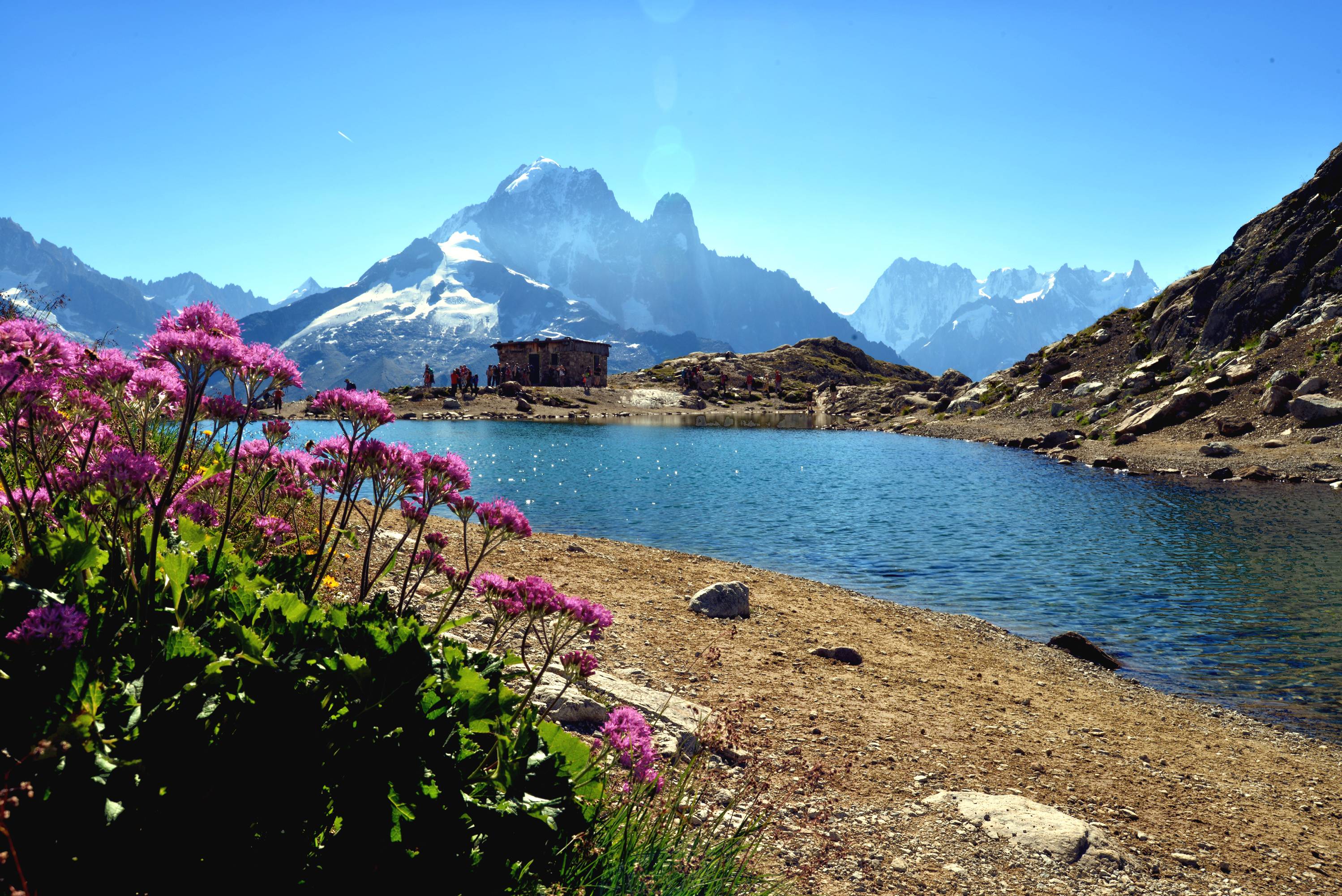 FM31-adenostyle-alpin-au-lac blanc-de-michel-jacquet_.jpg