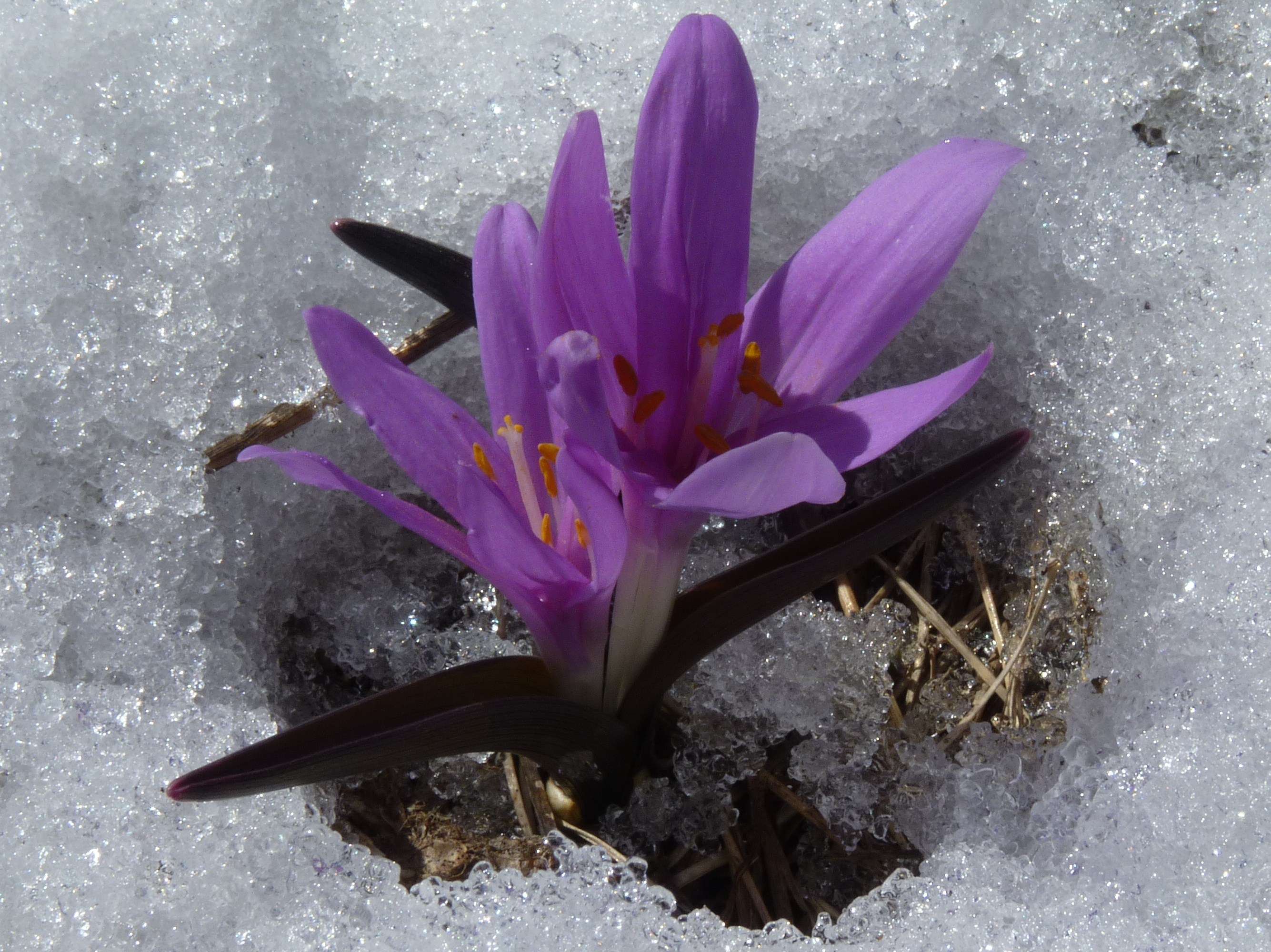 FM34-crocus-de-Cathie-Marchand.JPG