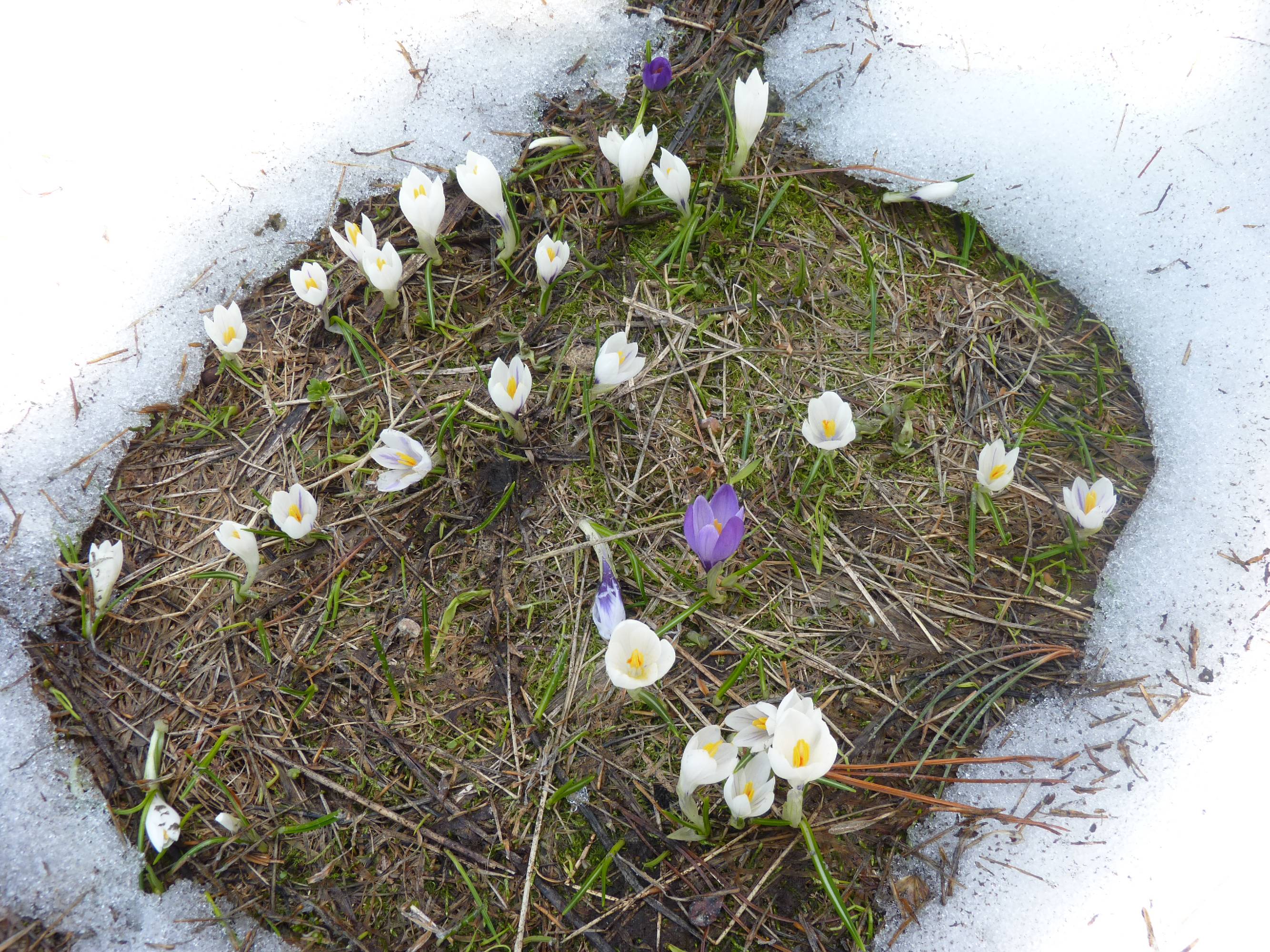 FM35-premiers-crocus-de-Cathie-Marchand.JPG