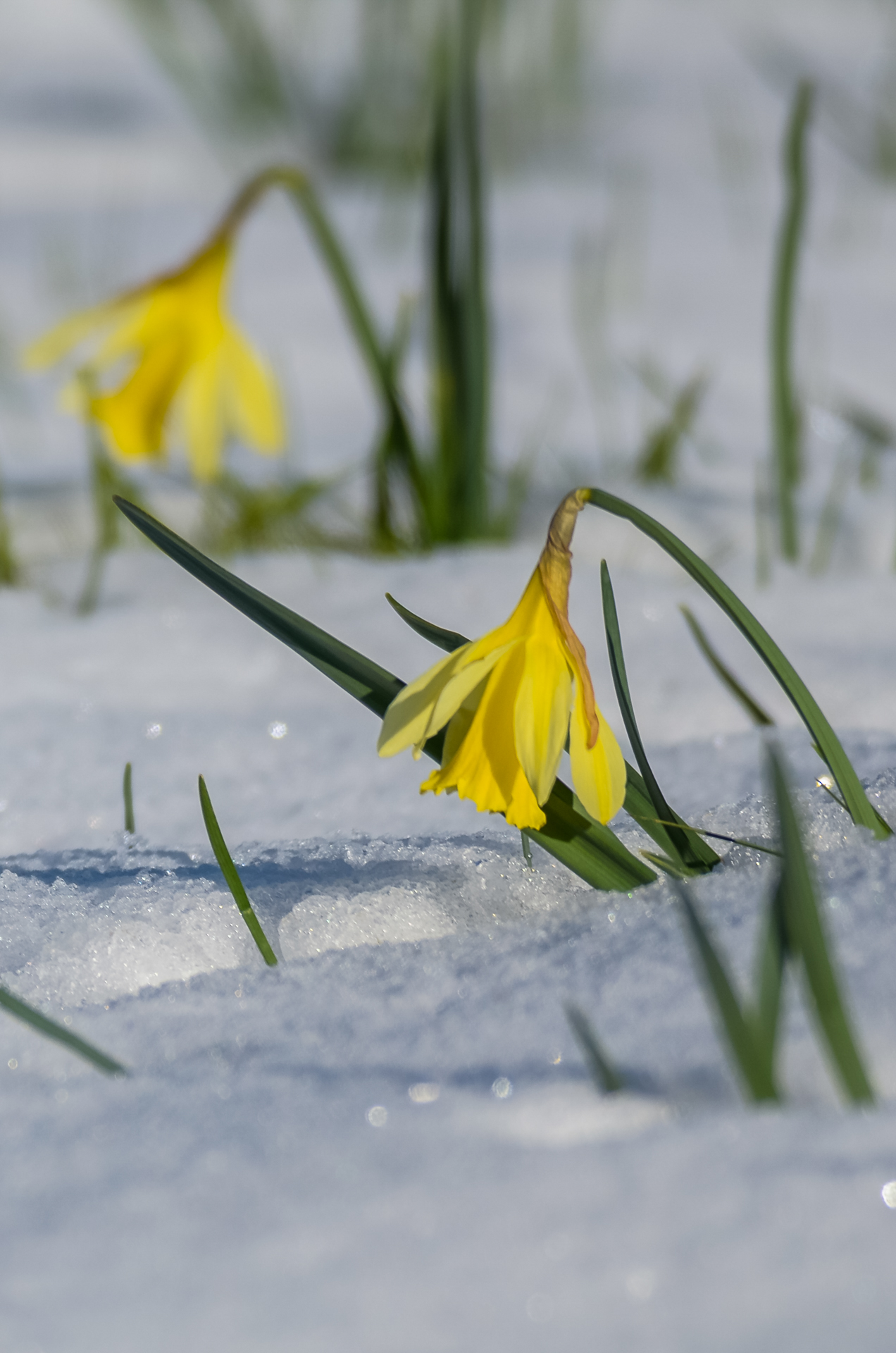 FM36-Jonquilles-neige-de-Eric-Lefebvre.jpg