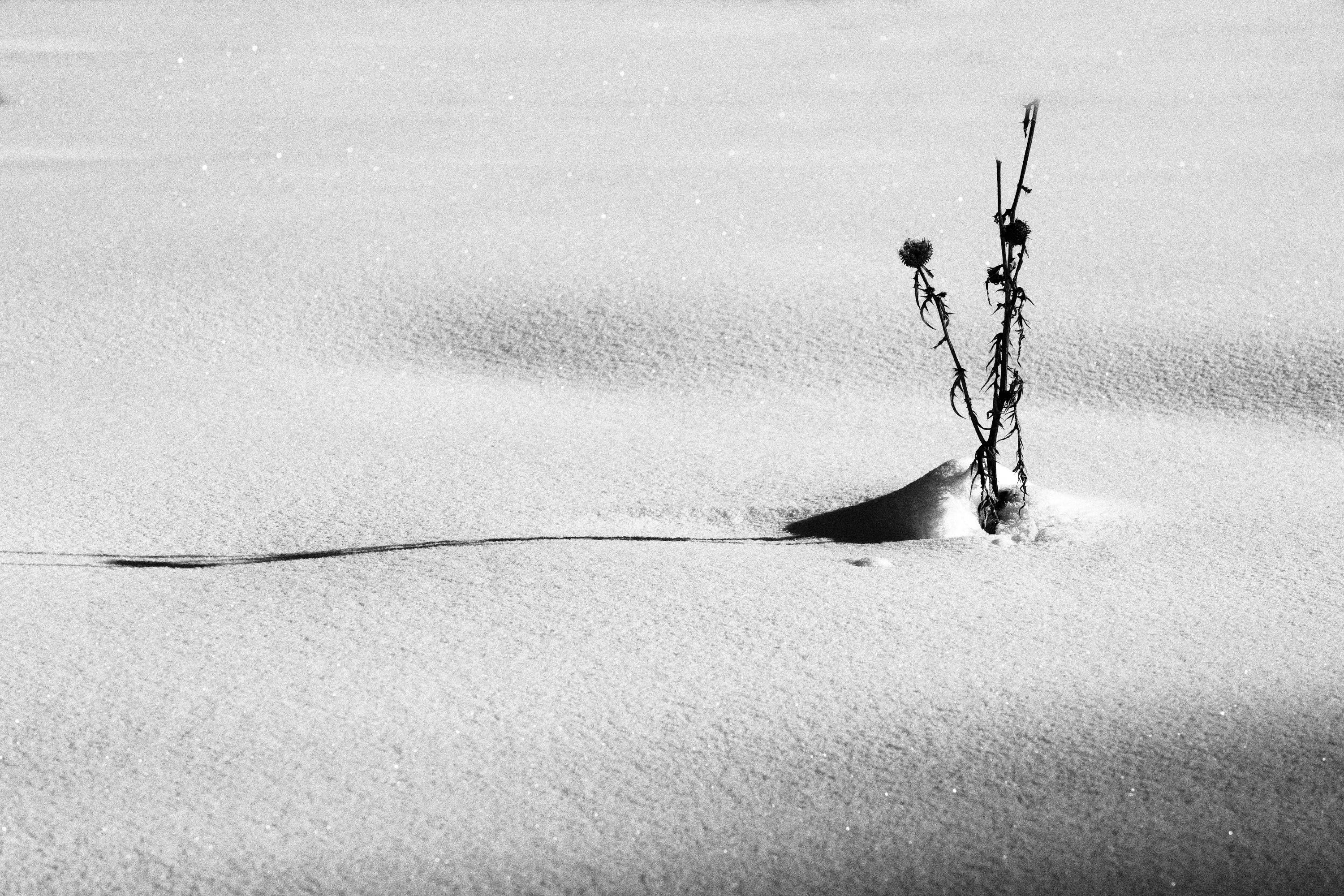 FM37-Dresse-dans-la-neige-de-Michel-Meyer.jpg