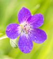 FM04-Geranium-des-bois-de-David_murgier