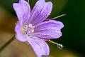 FM05-Mauve-des-bois-a-confirmer-de-David-Murgier