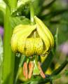 FM10-lys-martagon-apres-la-pluie-de-Cathie-Marchand