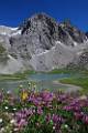 FM23-Fleurs-de-trefle-au-Lac-des-Cerces-de-Madame-Floret