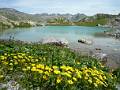 FM25-Doronic-a-grande-fleur-au-Lac-de-la-Claree-Les-rochilles-de-Michel-Cuinat