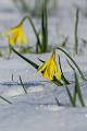 FM36-Jonquilles-neige-de-Eric-Lefebvre