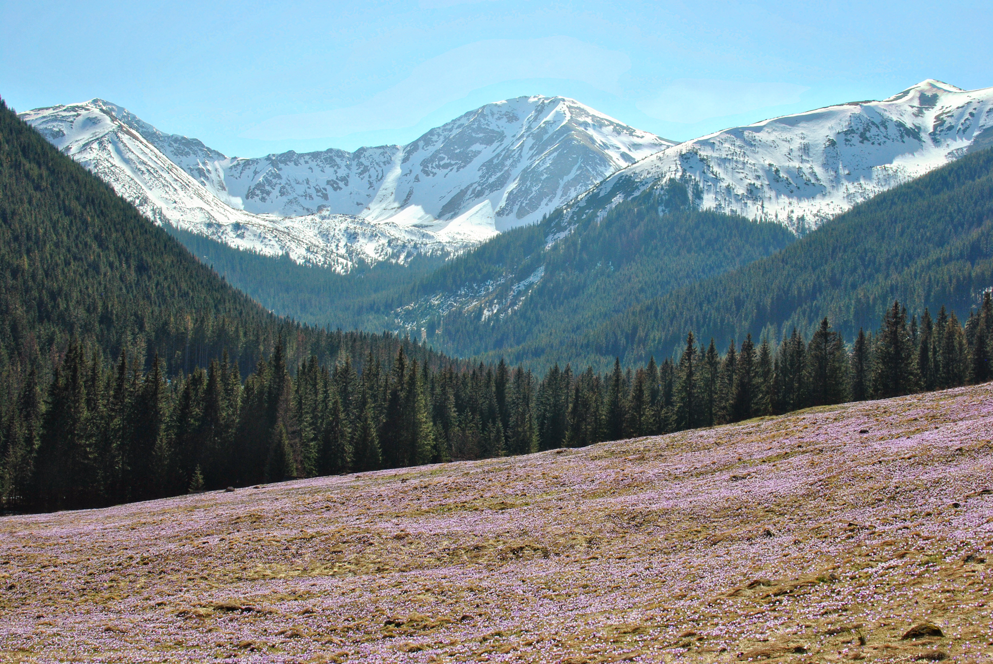 MA06-Montagne-Tatras-Champ-de-crocus-Pologne-de-Florian-Gouny.jpg