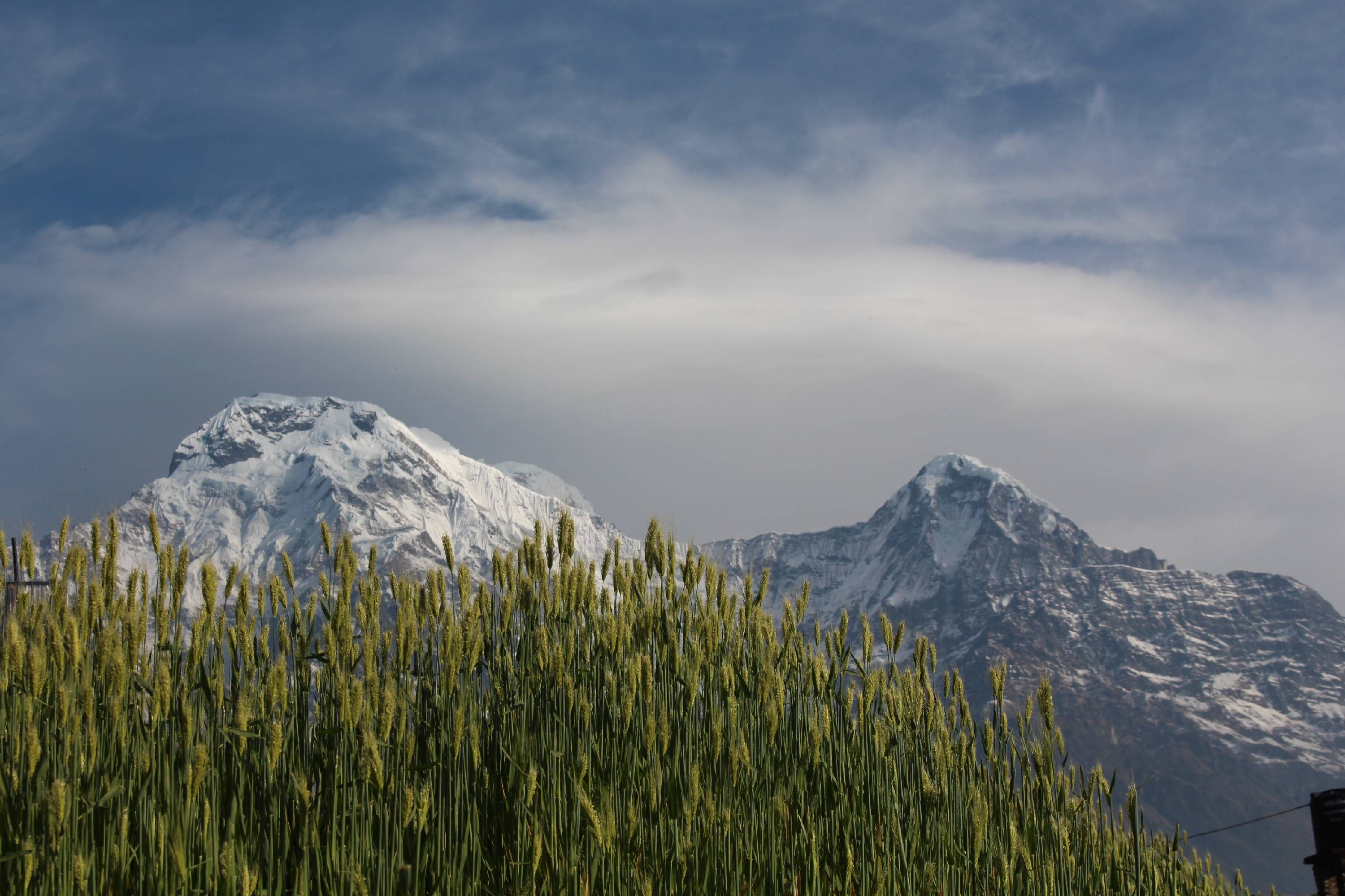 MA42-le Machapuchare-Chaine-des-anapurnas-de-Claude-Grare.JPG