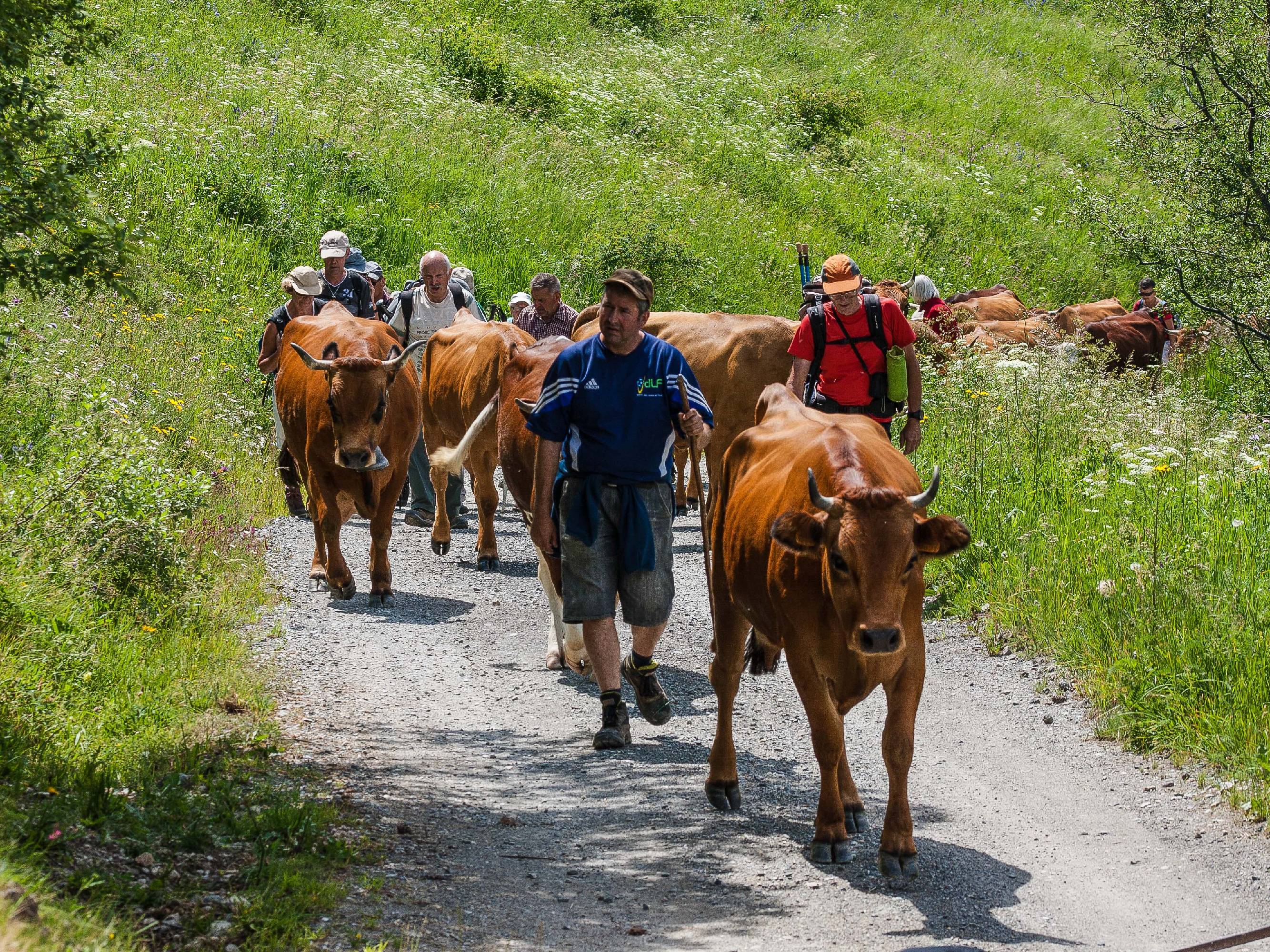 PNS18-montee-a-l-alpage-des-vachesde-Katia-De-Mey.jpg