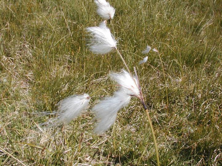 Linaigrette 