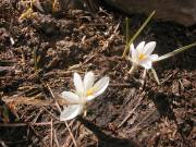 Crocus 