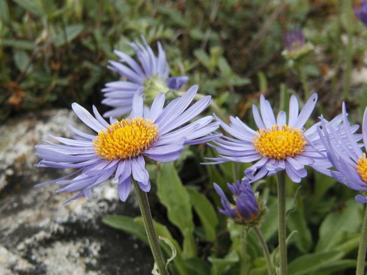 Aster 