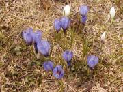 Crocus 