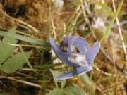 Fleurs-bleues