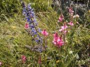 sauge_et_sainfoin