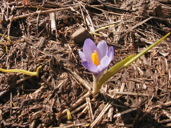 Crocus 