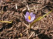 Crocus