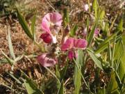 Sainfoin 