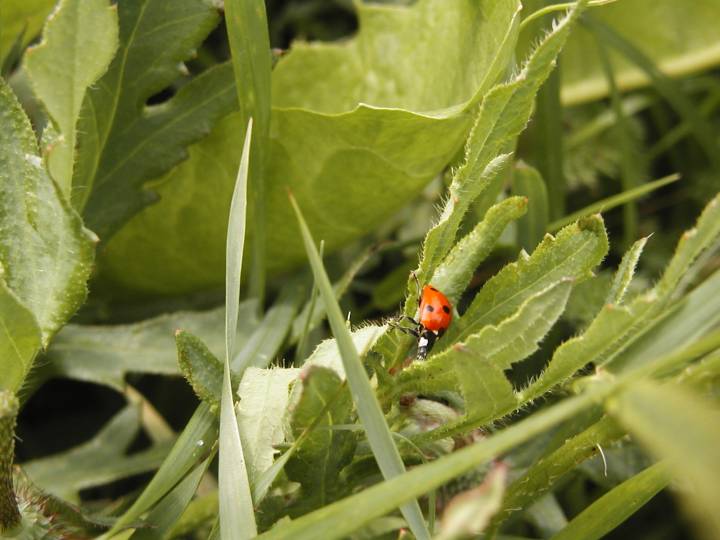 Coccinelle 