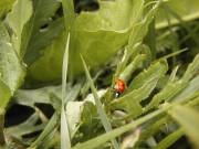 Coccinelle