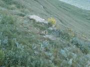 Marmotte 