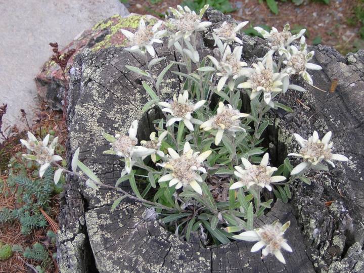 Edelweiss 
