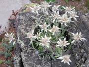 Edelweiss 
